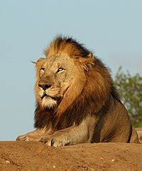 Southern African lion - Wikipedia