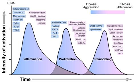 Phases Of Wound Healing