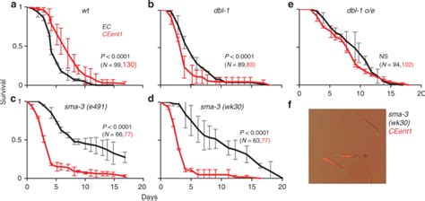 TGFβ/BMP immune signaling affects abundance and function of C. elegans gut commensals | Nature ...