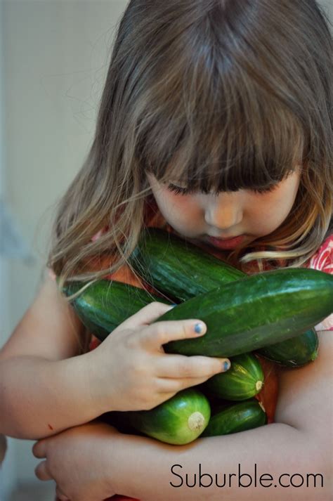 Cucumber Harvest - Suburble - Suburble