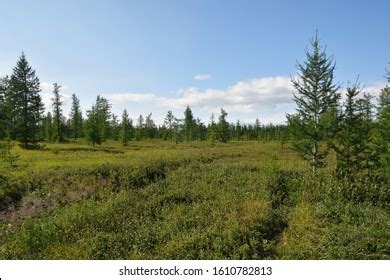 610 Summer On Yamal Peninsula Images, Stock Photos & Vectors | Shutterstock