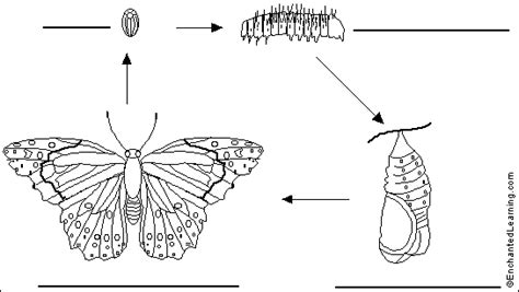 Label Butterfly Life Cycle Printout - EnchantedLearning.com