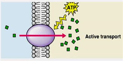 Active Transport - Assignment Point