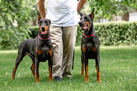 Guard Dog Training for a Doberman