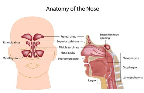 Nose Bleed – Epistaxis - Otolaryngology Specialists of North Texas