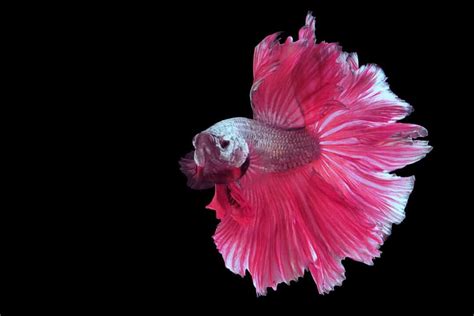 Pink Betta Fish: A Spectacular, Lively, and Bright Breed