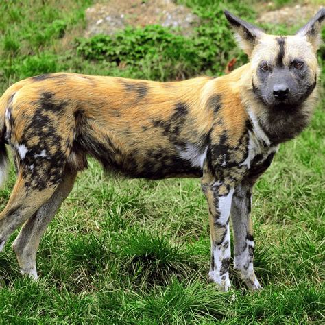 Do African Wild Dogs Live In Packs