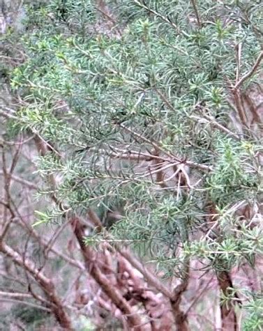 Melaleuca-ericifolia_foliage – Bungalook Native Nursery