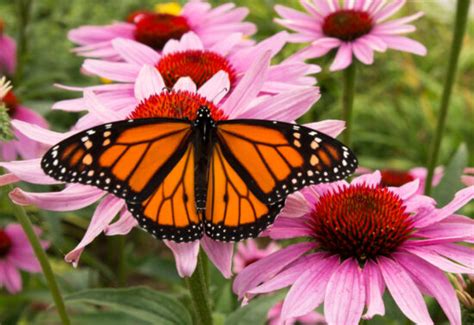 How To Build The Perfect Monarch Butterfly Garden - Here By Design