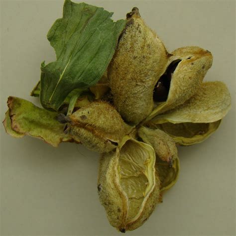 Peony Seed Pods | The Seed Basket