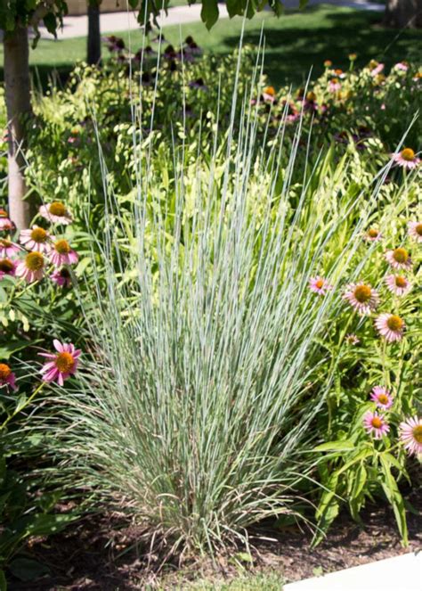 Prairie Blues Little Bluestem - Tree Top Nursery & Landscape Inc.