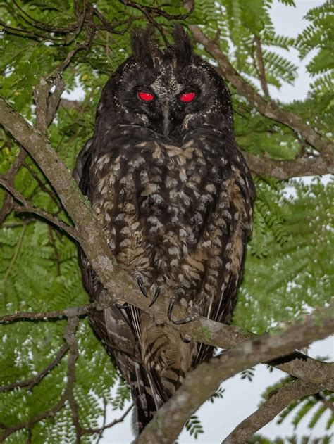 🔥 The stygian owl (Asio stygius) 🔥 : NatureIsFuckingLit