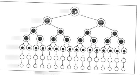 Overview of Erythropoiesis Diagram | Quizlet