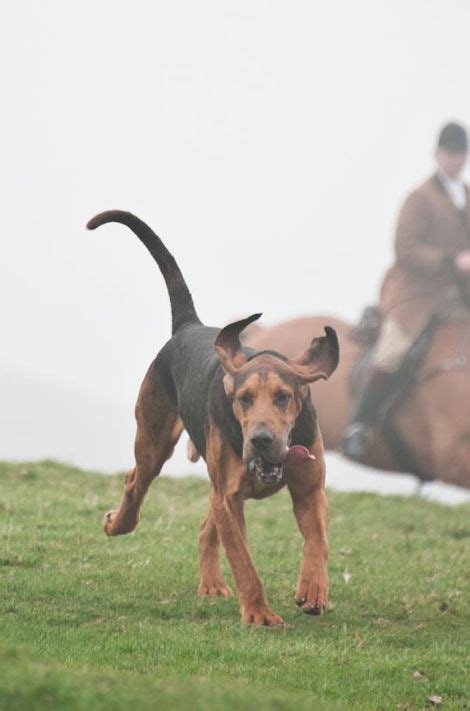 The Bloodhound is a large scent hound originally bred for hunting deer ...