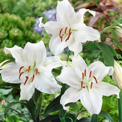 27 of the Best Lily Varieties | Gardener’s Path