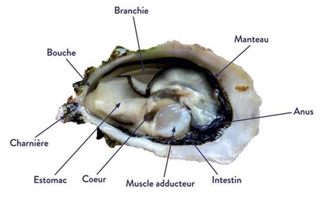 Anatomy of the oyster: morphology, diet and reproduction