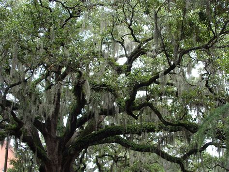 Saw this gorgeous tree in Savannah, Georgia! | Landscape, Tree, Savannah chat