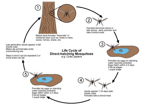 Mosquitos | Public Health and Medical Entomology | Purdue | Biology | Entomology | Insects ...