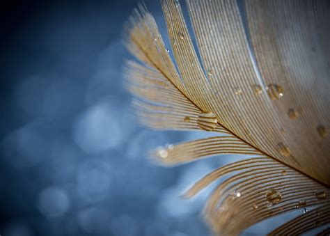 Feather Dusted on Behance