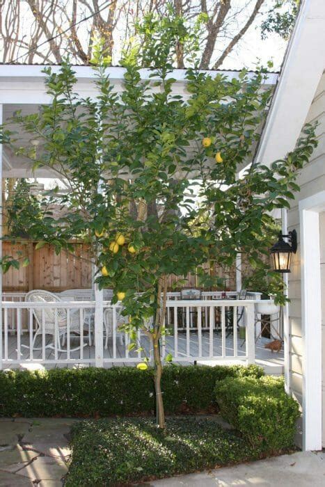 Lisbon Lemon Tree - Hello Hello Plants & Garden Supplies