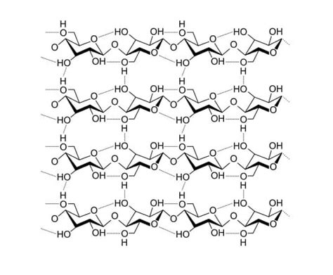 Polysaccharide - Definition, Examples, Function and Structure