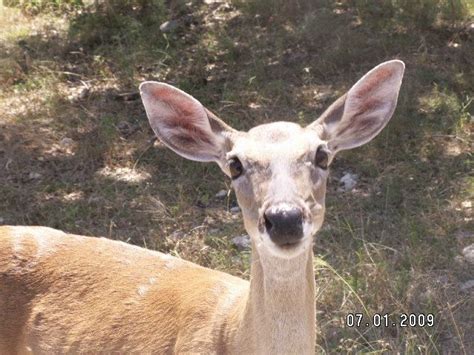 Deer at Beavers Bend | Wildlife photos, Beaver bend, Deer