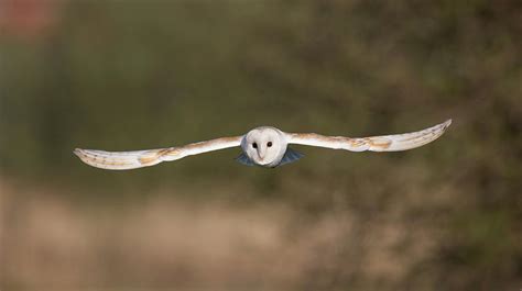 Barn Owl Wingspan | ubicaciondepersonas.cdmx.gob.mx