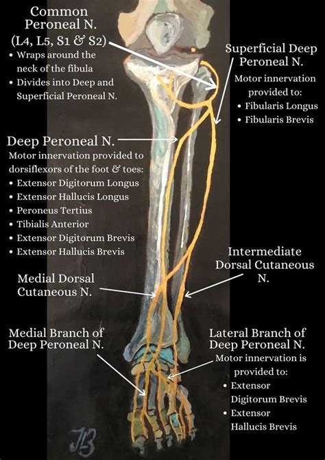 Sciatic Nerve Dermatome