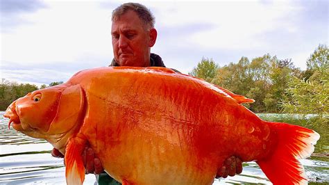 Fisherman catches 67-pound goldfish