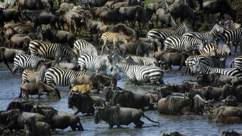 The Serengeti Wildebeest Migration Experience