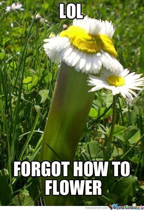 29 Flower Meme That Make You Laugh All Day - Preet Kamal