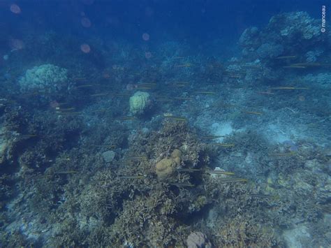 Snorkeling at Flower Island Resort, Palawan | Snorkeling in Philippines