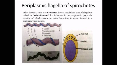 Periplasmic flagella - YouTube