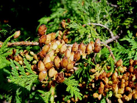 Cedar tree seeds | Some trees are very heavy with seeds this… | By ...