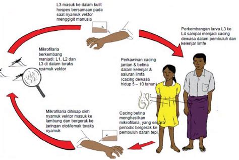 Cara Mencegah Perkembangbiakan Nyamuk Adalah - RPAL