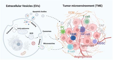 Frontiers | The extracellular vesicles targeting tumor microenvironment: a promising therapeutic ...