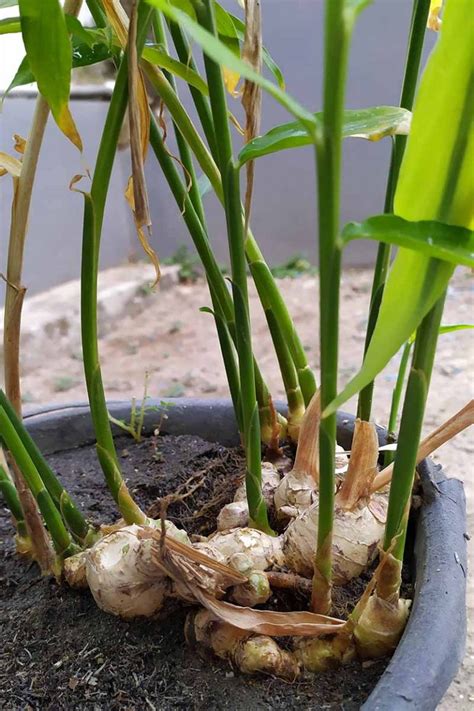 How to Grow Ginger Indoors | Gardener’s Path