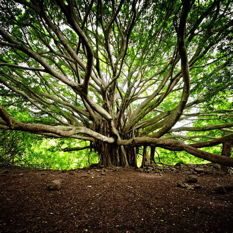 the banyan tree by IsacGoulart on DeviantArt