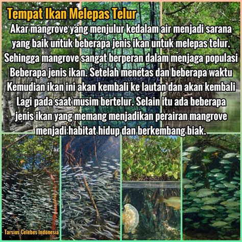 INFOGRAFIS – MENGENAL EKOSISTEM MANGROVE