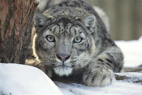 Why Are Snow Leopards Endangered? - MyStart