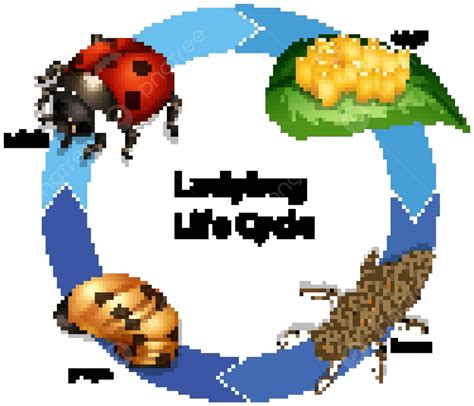 Diagram Showing Life Cycle Of Ladybug Life Cycle Leaves Transport Vector, Life Cycle, Leaves ...