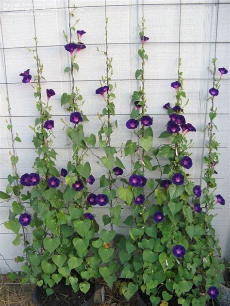 Morning Glory "Star of Yelta" - (Ipomoea purpurea) | Garden vines ...