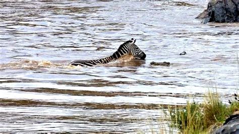 Zebras meet crocodile ambush as they cross river in Kenya