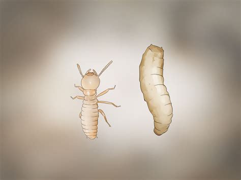 Termite: Pictures Of Termite Larvae