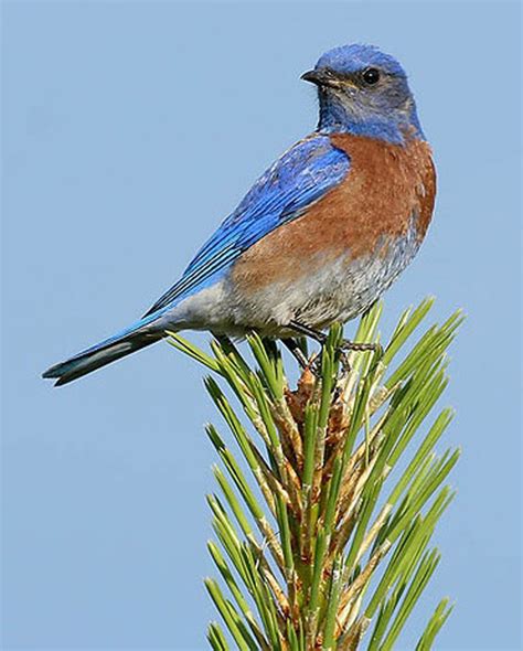 Birds: Western Bluebird