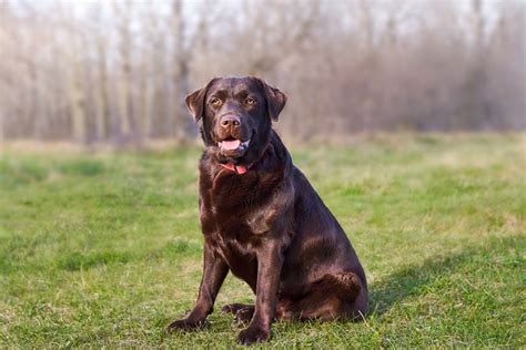 Chocolate Labrador Retriever: Info, Pictures, Traits, & Facts | Hepper