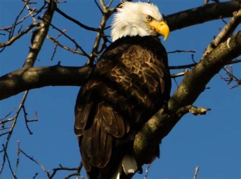 Bald Eagles Nesting Pair Reported Near Bridgewater - Hancock Wildlife Foundation