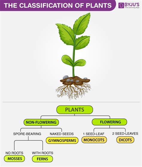 The Classification Of Plants - Annuals, Biennials and Perennials