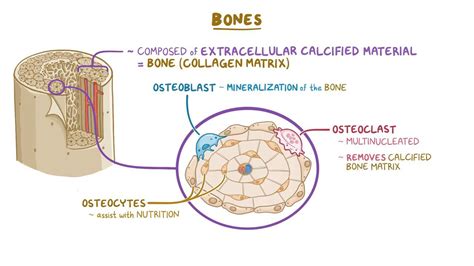 Bone histology: Video, Anatomy, Definition & Function | Osmosis