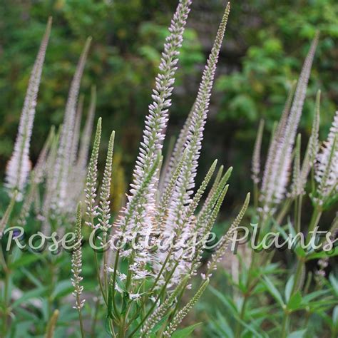 Veronicastrum virginicum 'Pink Glow' - Rose Cottage Plants